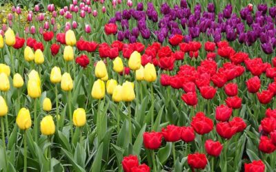 Le Festival des Tulipes d’Amsterdam