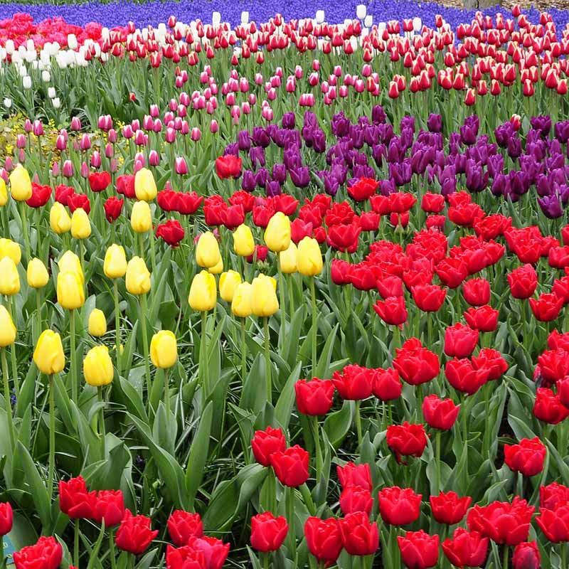 Le festival des tulipes d'amsterdam avec Location Velo Dunkerque